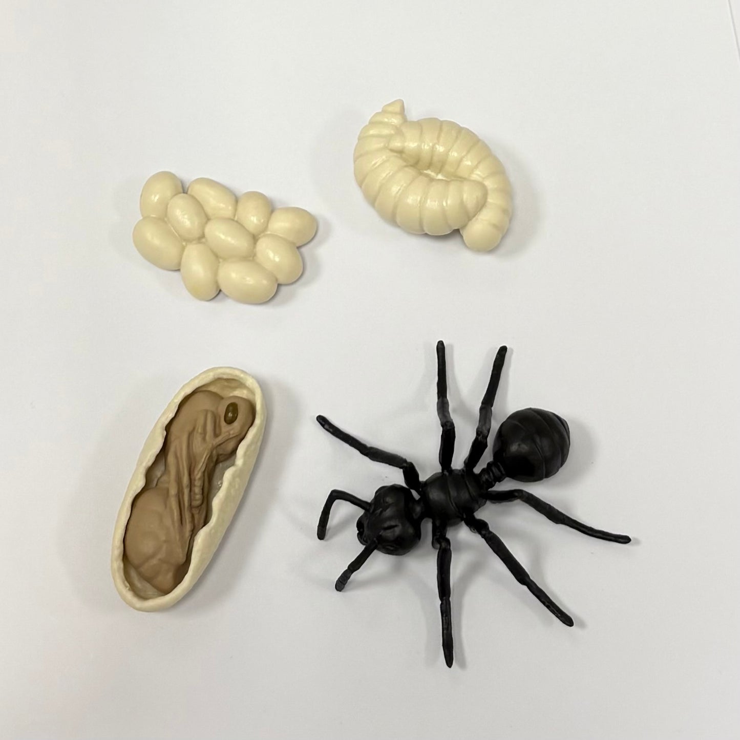 Myrans livscykel