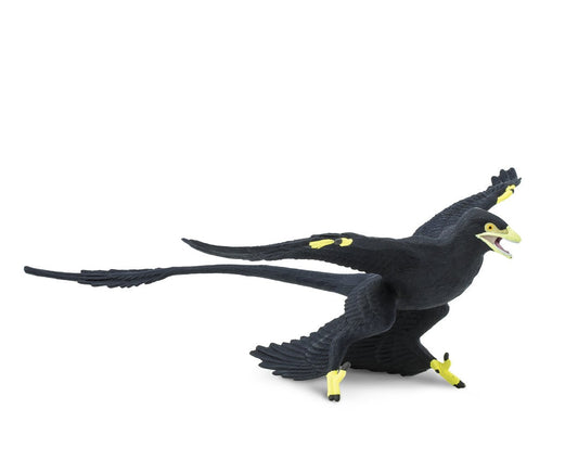 Microraptor 18x13.5cm