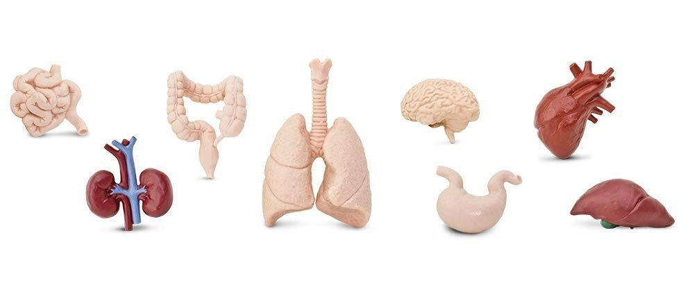 Människans inre organ