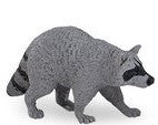 Raccoon