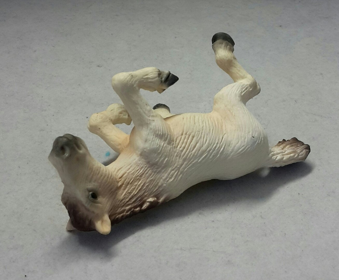 Foal - Icelandic horse