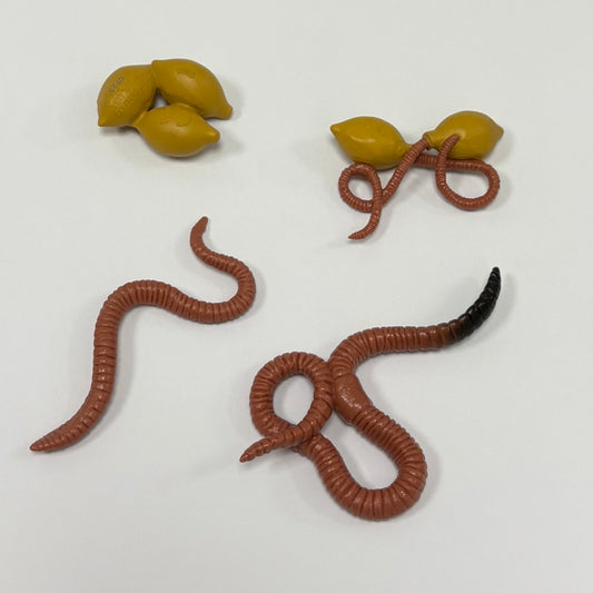 Daggmaskens livscykel