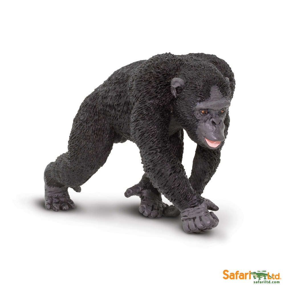 Chimpanzee