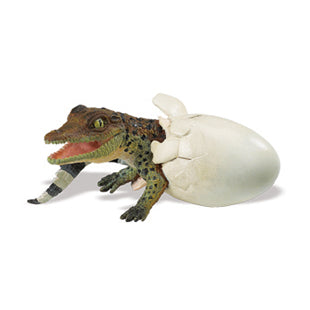 Baby crocodile hatching from egg 12x6 cm