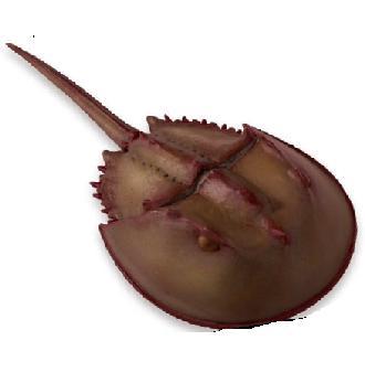 Horseshoe crab 17x2.5 cm