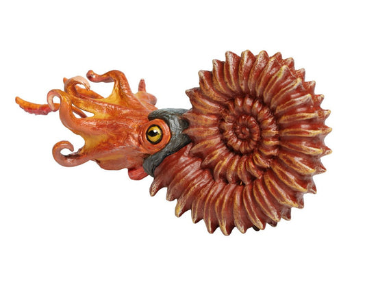 Ammonite 13.25x6.5 cm