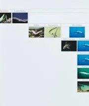 Djurens systematik