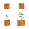 The Life Cycle of the Seed/Bean