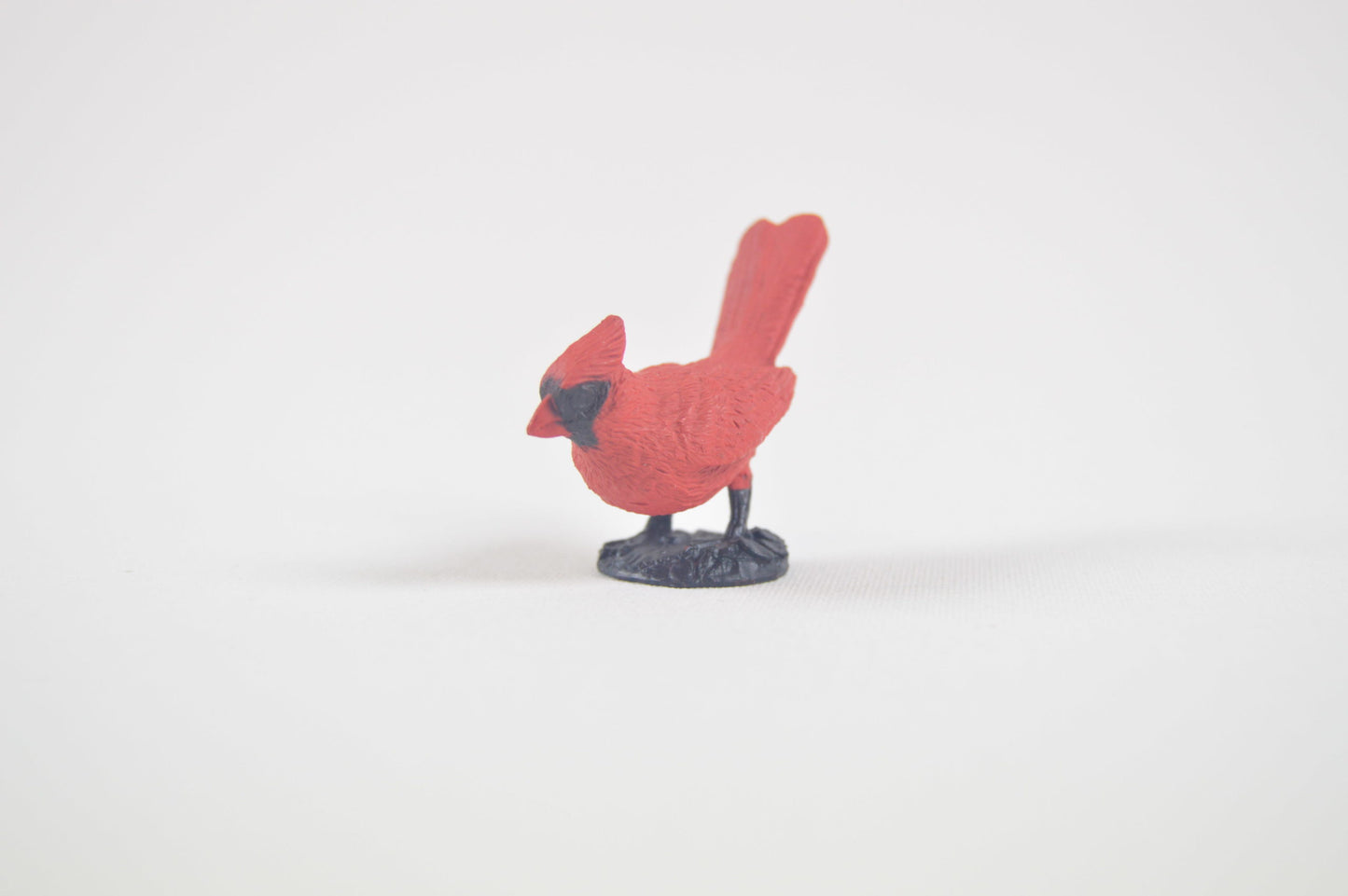 Cardinal bird