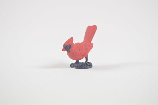 Cardinal bird