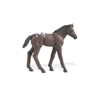 Foal
