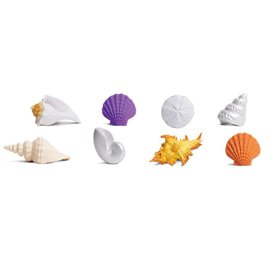 Seashells, 8x